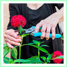 Arthrosis, arthritis