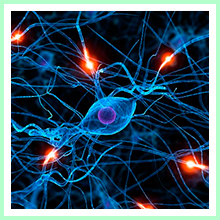 Autoimmune processes Autoimmune processes